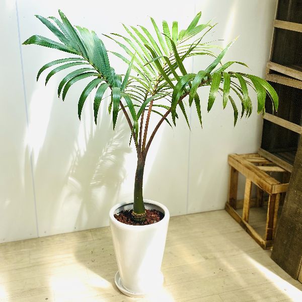 おしゃれ　観葉植物：トックリヤシ　大*陶器鉢　受皿付　大型ヤマト便配送