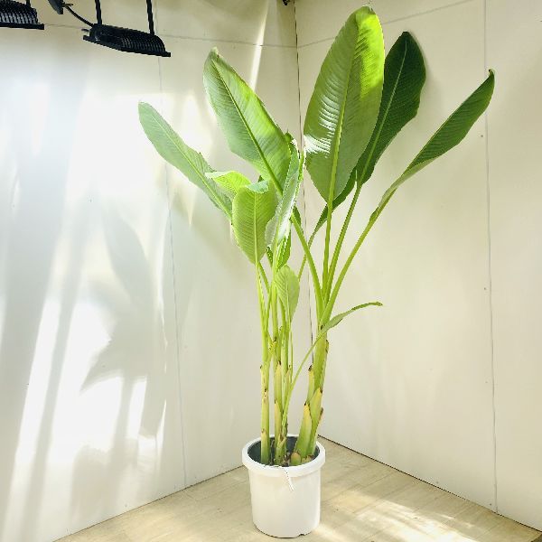 おしゃれ 観葉植物：チュウキンレン*地湧金蓮 プラポット 大型佐川急便