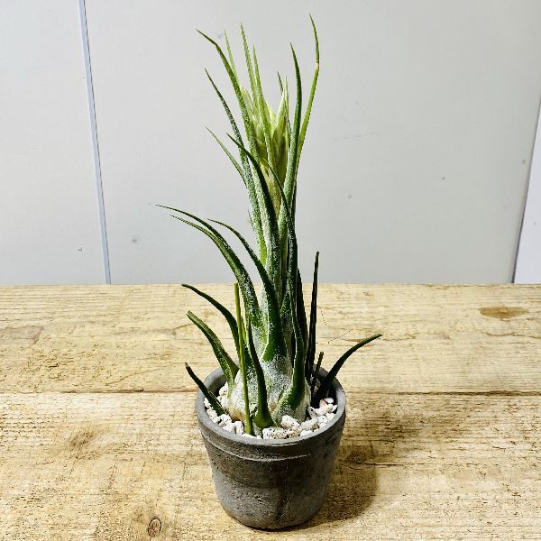 おしゃれ 観葉植物 エアープランツ：チランジア セレリアナHB 鉢植え