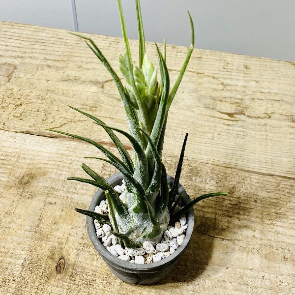 チランジア　セレリアナとかセット おしゃれ 観葉植物 エアープランツ：チランジア セレリアナHB 鉢植え