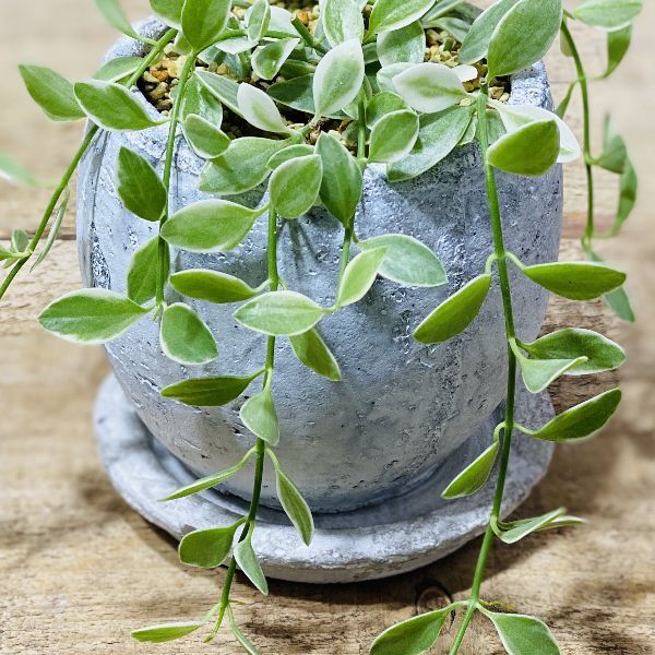 観葉植物：ディスキディア エメラルドネックレス*鉢植え 受皿付 : 遊恵