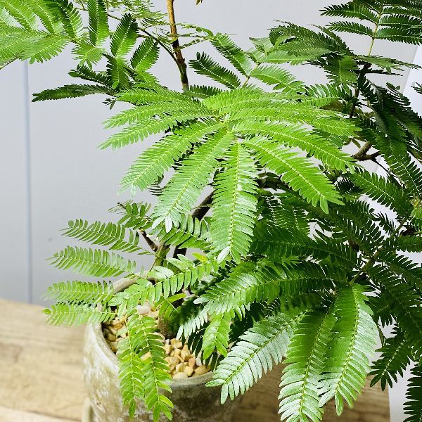希少♡斑入り♡エバーフレッシュ♡ネムの木♡観葉植物♡インテリア♡ 希少♡斑入り♡エバーフレッシュ♡ネムの木♡観葉植物