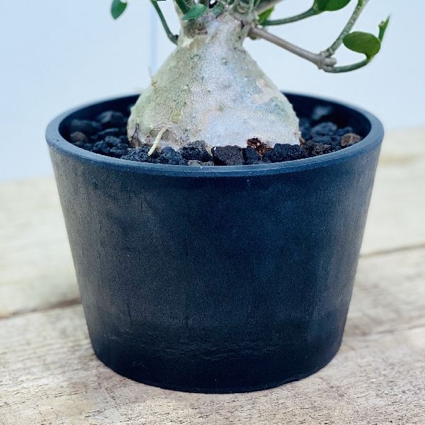 アリ植物 観葉植物：ヒドノフィツム パプアナム*黒プラ 富士砂