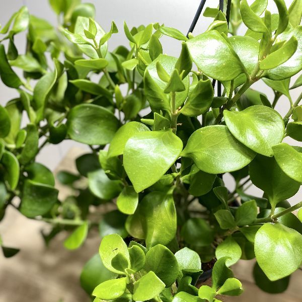 アリ植物 観葉植物：ヒドノフィツム パプアナム*吊り鉢 : 遊恵