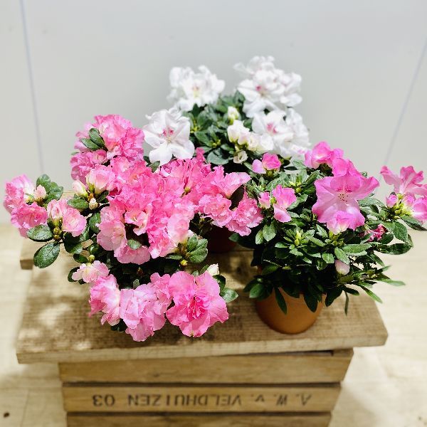 おしゃれ 観葉植物 花苗 鉢花：アザレア*西洋ツツジ 5号 : 遊恵盆栽