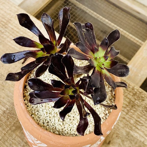 激安ブランド おしゃれ 観葉植物 多肉植物 アエオニウム 黒法師寄せ 陶器鉢 受皿付 多肉植物 Aeonium 週間ランキング１位獲得 Nimeschiropracteur Com