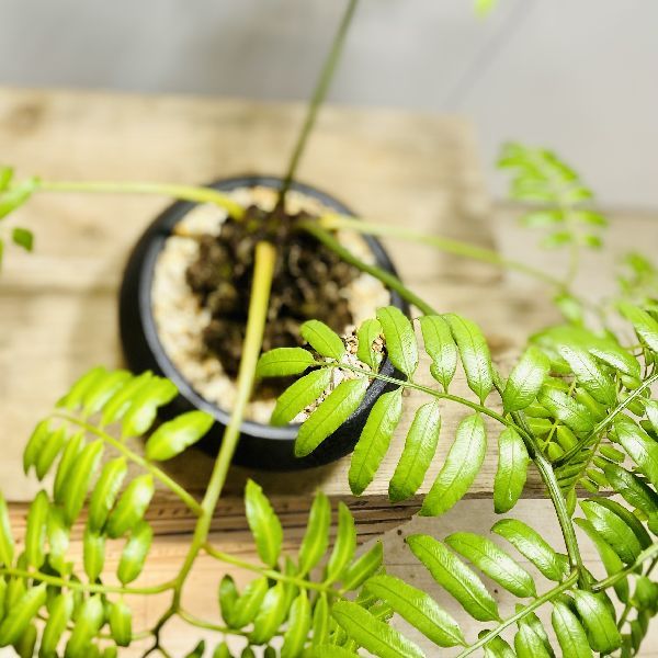 おしゃれ 観葉植物：リュウビンタイ 鉢植え*現品をお届け : 遊恵盆栽