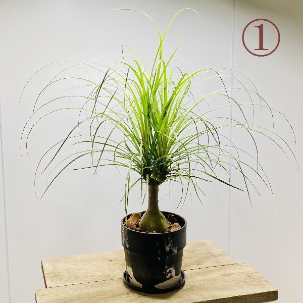 おしゃれ 観葉植物：ポニーテール トックリラン*ノリナ 鉢植え 受皿付