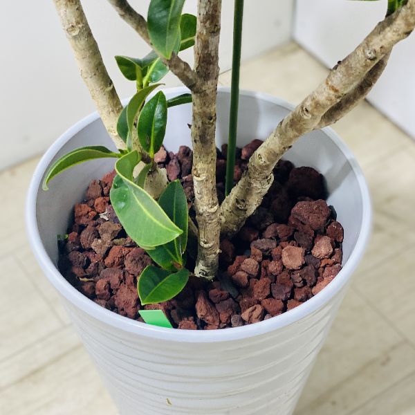 おしゃれ 観葉植物：フィカス アポロゴムの木*鉢植え 現品をお届け