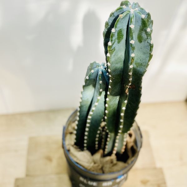 おしゃれ 観葉植物：とげなし 柱サボテン*ブリキ缶カバー 麻布