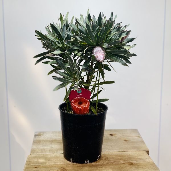 おしゃれ 観葉植物 花苗：プロテア ジュリエット*7号 現品をお