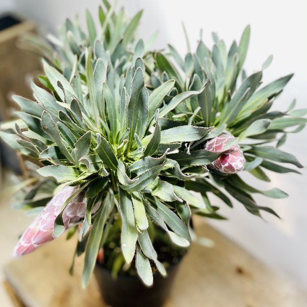 おしゃれ 観葉植物 花苗：プロテア ジュリエット*7号 現品をお