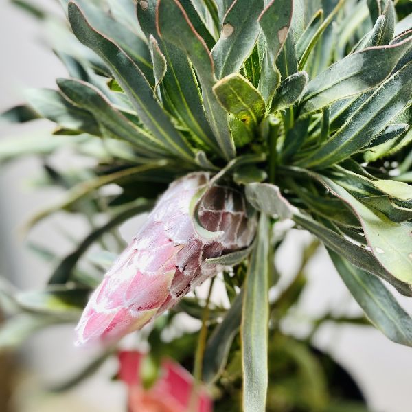 おしゃれ 観葉植物 花苗：プロテア ジュリエット*7号 現品をお届け