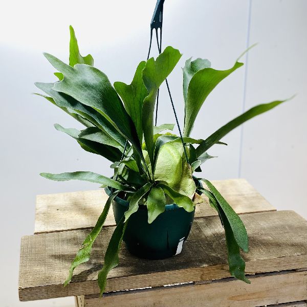 おしゃれ 観葉植物：ビカクシダ コウモリラン ネザーランド*7号 吊り鉢