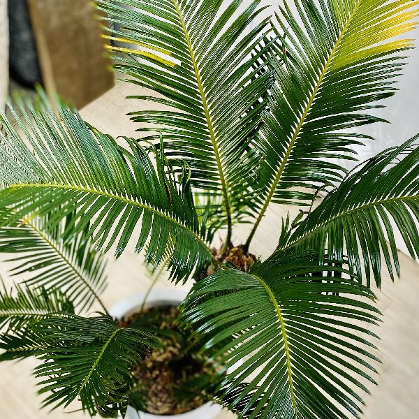 ソテツ　8号　白ポット 60,70,90,70センチ　現品 選んでください。 ソテツ 8号 | 観葉植物 | インテリアやギフトに - Hitohana