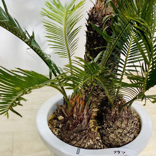 おしゃれ 観葉植物 ソテツ:蘇鉄3頭*8号 プラポット : 遊恵盆栽 おしゃれ 観葉植物 ソテツ:蘇鉄3頭*8号 プラポット : 遊恵盆栽
