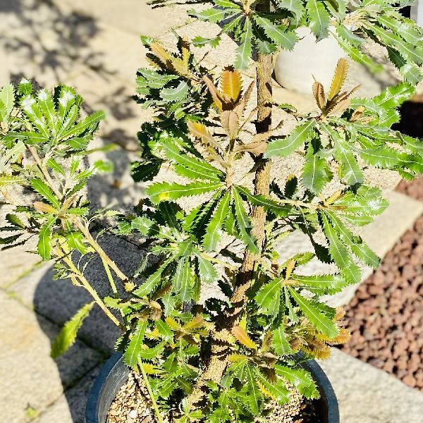 おしゃれ 観葉植物：バンクシア アエムラ*ウォールム バンクシア 大型