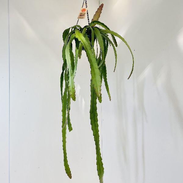 観葉植物 サボテン：ディソカクタス アッケルマンニー *吊り鉢 : 遊恵