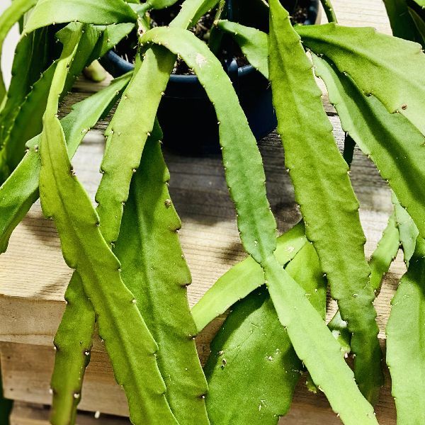 観葉植物 サボテン：ディソカクタス アッケルマンニー *吊り鉢 : 遊恵