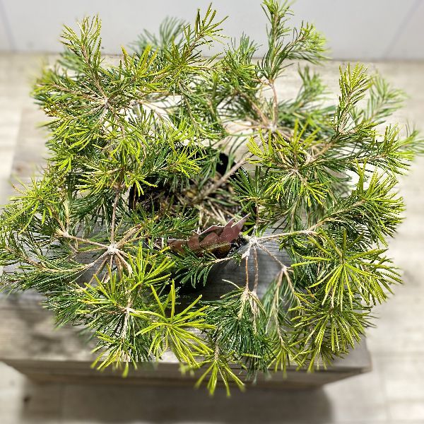 観葉植物 鉢花 苗：バンクシア バースデー キャンドル 5号ロングポット