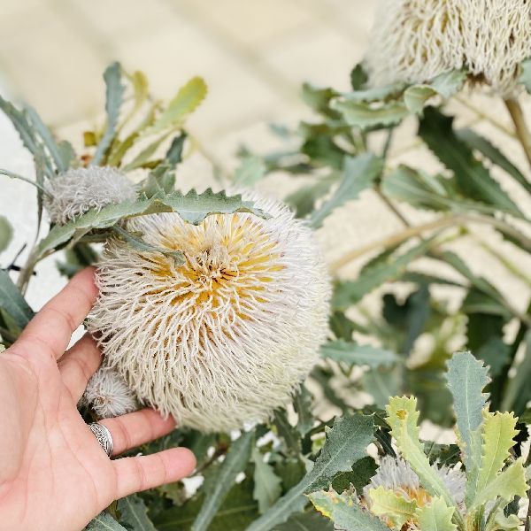 おしゃれ 観葉植物 バンクシア バウエリ ウーリーバンクシア 大型ヤマト便 現品をお届け F59v 遊恵盆栽 Yahoo 店 通販 Yahoo ショッピング