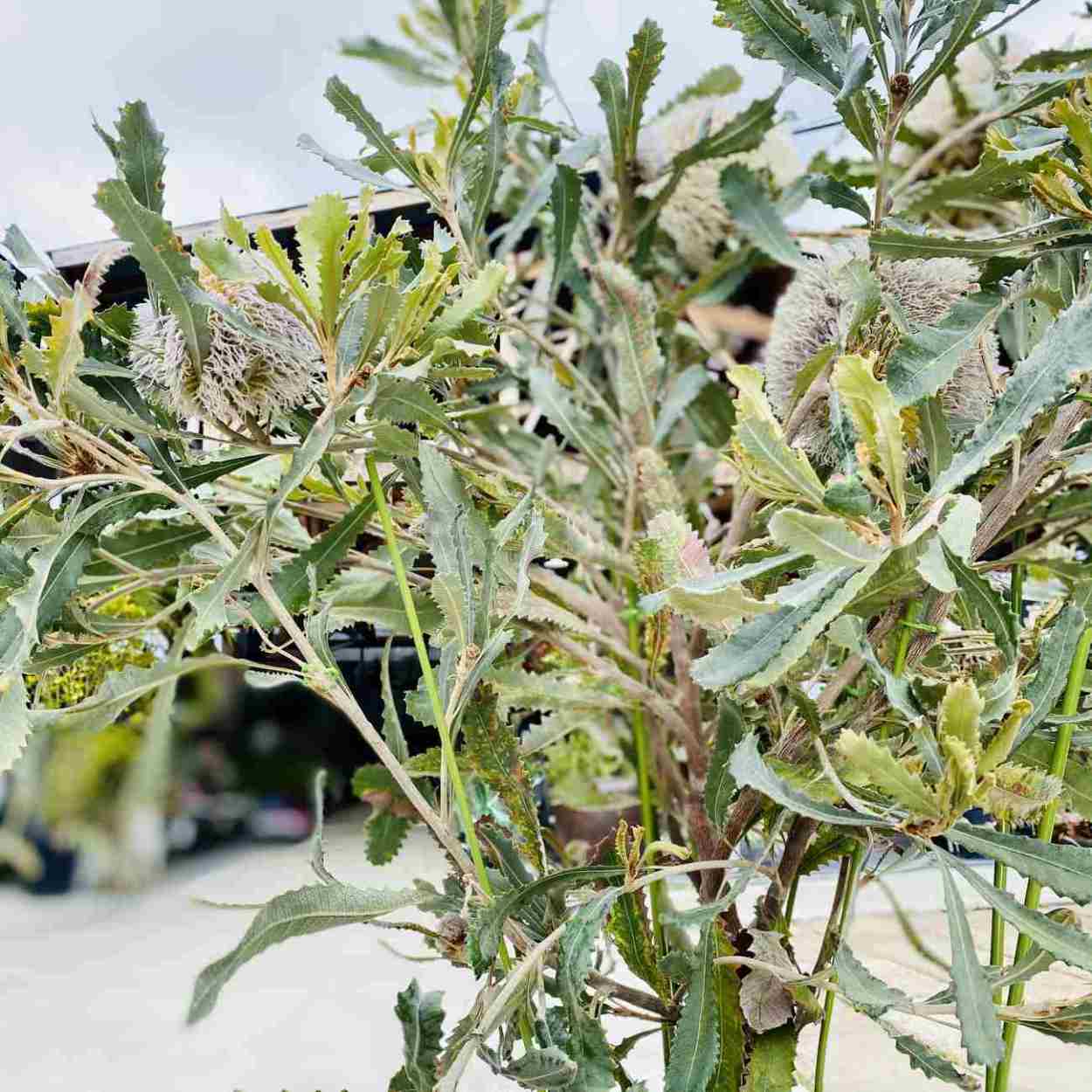 おしゃれ 観葉植物：バンクシア バウエリ *ウーリーバンクシア
