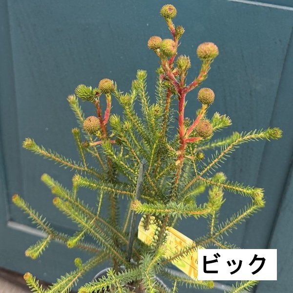おしゃれ 観葉植物 花苗 オーストラリアンプランツ 品種選べます