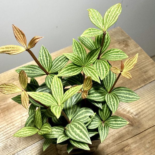 おしゃれ 観葉植物 ペペロミア プテオラータ プラポット 3 5号 F5942v 遊恵盆栽 Yahoo 店 通販 Yahoo ショッピング