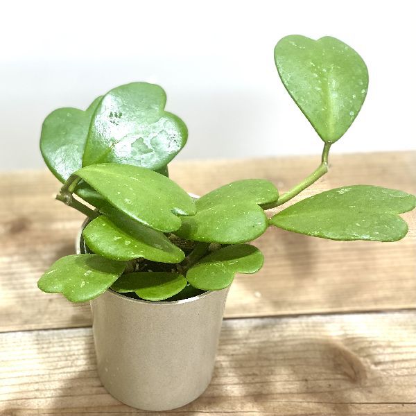 おしゃれ 観葉植物：ハートホヤ*カーリー バリエガータ プラポット 
