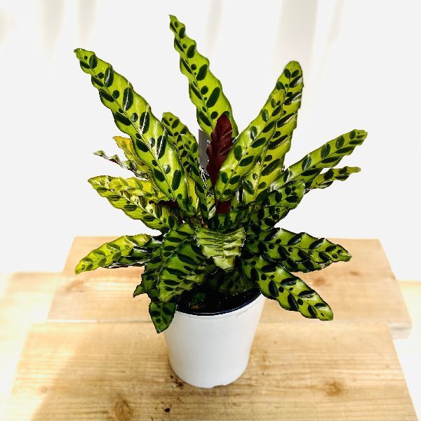 おしゃれ 観葉植物：カラテア ランキフォリア*インシグニス 5号