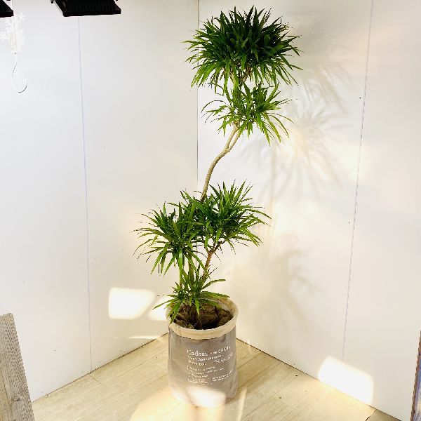 おしゃれ 観葉植物：ドラセナ ナビー*鉢カバーセット 大型佐川便配送