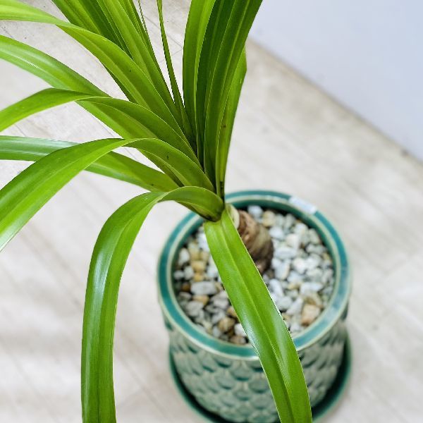 おしゃれ 観葉植物：パンダナス とげなし タコノキ*鉢植え 受皿付 蛸の