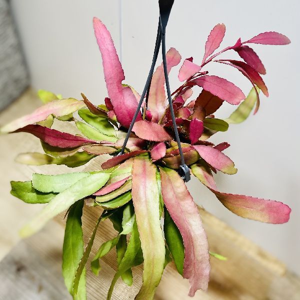 ラムローサ　リプサリス　吊り鉢　サボテン　リプサリスラムローサ　観葉植物 Amazon.co.jp: おしゃれ 観葉植物：リプサリス ラムローサ*7号