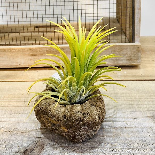 おしゃれ　観葉植物　エアープランツ：チランジア イオナンタ ドルイド 軽石*エアプランツ　ティランジア