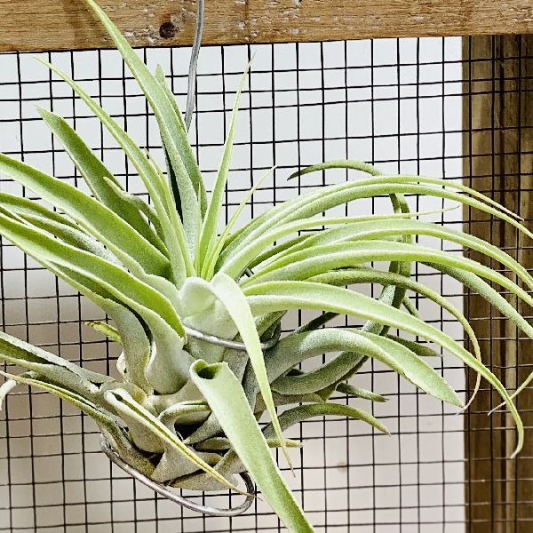 おしゃれ 観葉植物 エアープランツ：チランジア カクティコラ アルバ