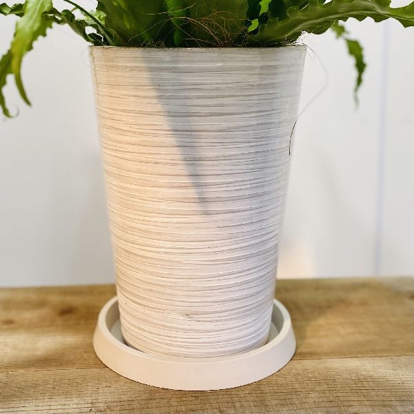 観葉植物：アスプレニウム ビクトリア*鉢植え 受皿付 : 遊恵盆栽