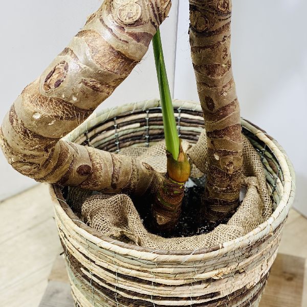 おしゃれ 観葉植物：クワズイモ*鉢カバーセット 大型佐川便配送 現品を 