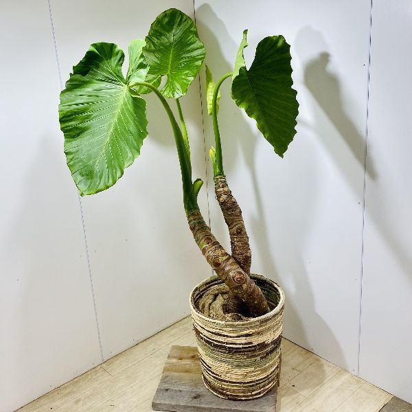 クワズイモ　大きめ　観葉植物　鉢セット　 おしゃれ 観葉植物：クワズイモ*鉢カバーセット 大型佐川便配送 現品を
