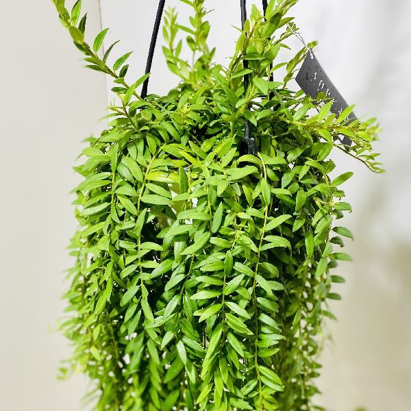 エスキナンサス ヤフロレピス 5号 吊り鉢 観葉植物 622、623 2鉢 おしゃれ 観葉植物:エスキナンサス ヤフロレピス*5号 吊り鉢