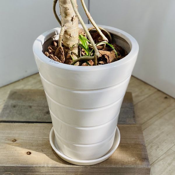 おしゃれ 観葉植物：パンダナス どげなし タコノキ*陶器鉢 大型佐川便配送 現品をお届け : f6019v : 遊恵盆栽 Yahoo!店 - 通販 -  Yahoo!ショッピング