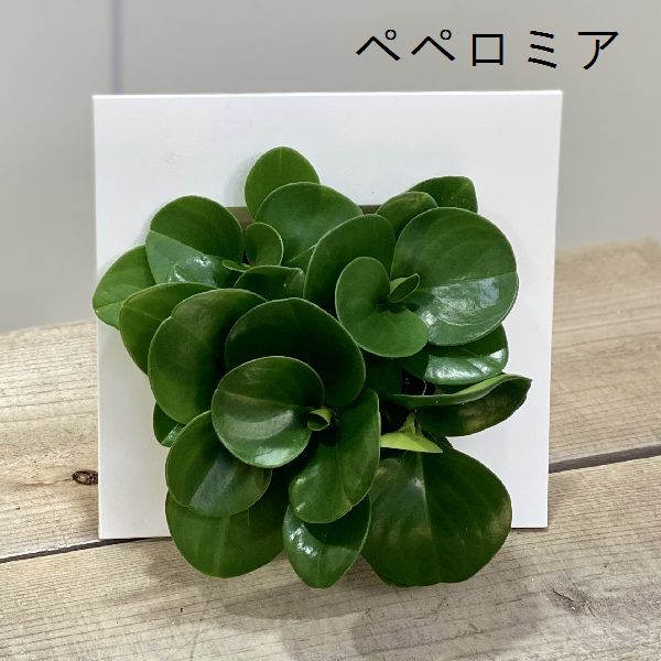 おしゃれ 観葉植物 インテリアグリーン 壁掛け ホヤ ペペロミア F60v 遊恵盆栽 Yahoo 店 通販 Yahoo ショッピング