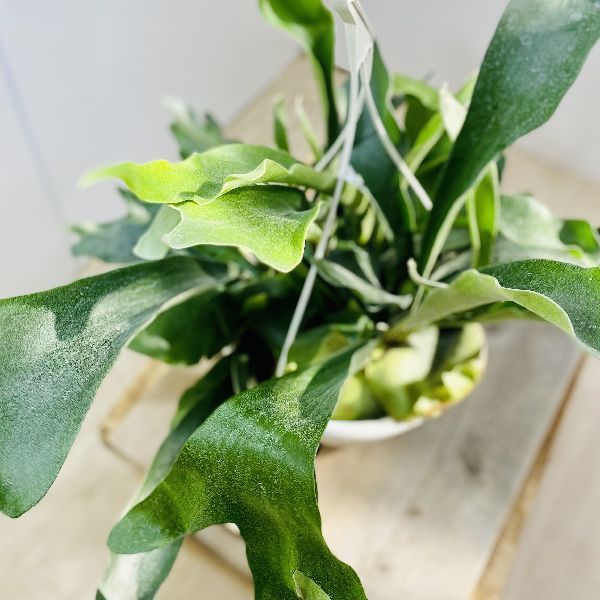 おしゃれ 観葉植物：ビカクシダ コウモリラン ネザーランド*9号 吊り鉢