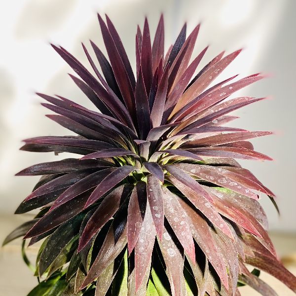 観葉植物：ユッカ デスメティアーナ*鉢植え : 遊恵盆栽 Yahoo!店
