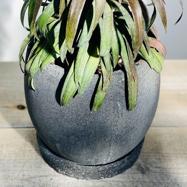 観葉植物：ユッカ デスメティアーナ*鉢植え : 遊恵盆栽 Yahoo!店