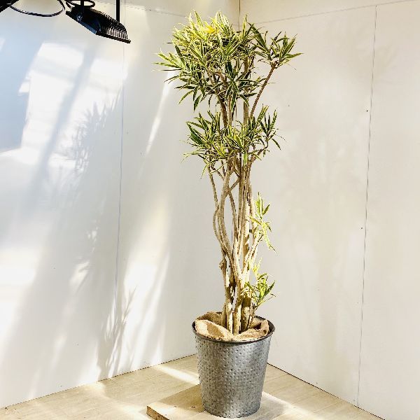 100 安心保証 おしゃれ 観葉植物 ドラセナ ソング オブ インディア カゴ 麻布付き 大型ヤマト便 人気ショップが最安値挑戦