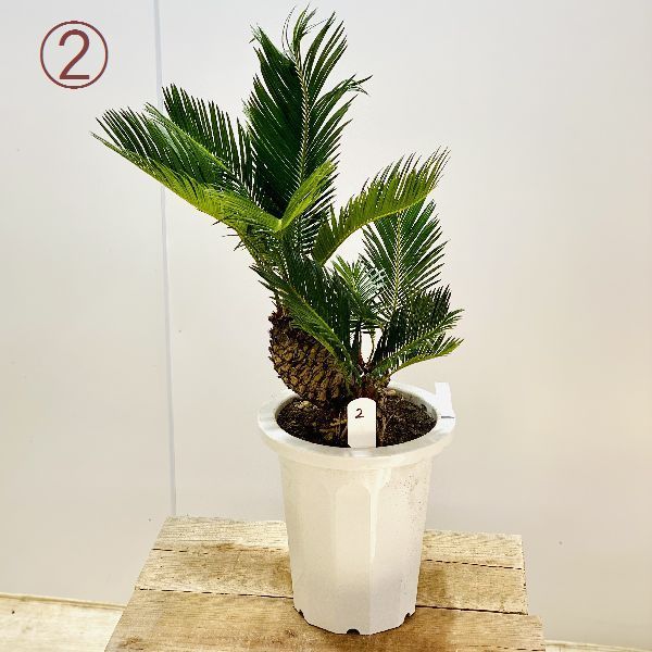 おしゃれ 観葉植物 ソテツ：蘇鉄*8号 プラポット 現品をお届け : 遊恵