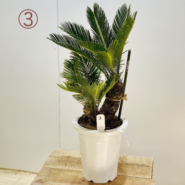 おしゃれ 観葉植物 ソテツ：蘇鉄*8号 プラポット 現品をお届け : 遊恵