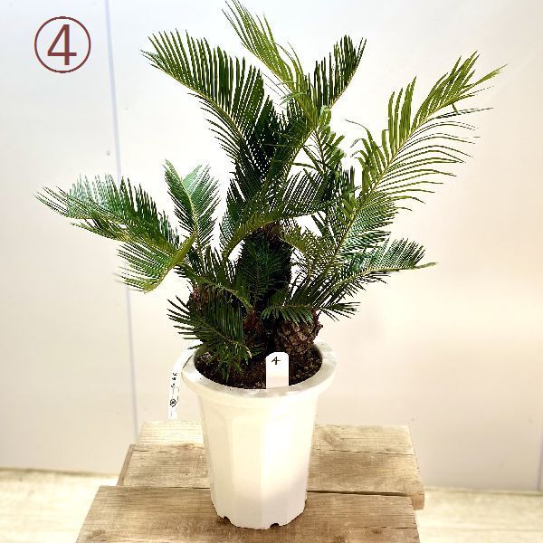 蘇鉄 盆栽 おしゃれ 観葉植物 ソテツ:蘇鉄*8号 プラポット 現品をお届け
