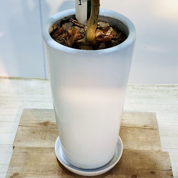 ラブリハート　ハスノハギリ6号　250902 ラブリハート ハスノハギリ6号 250902 ラブリハート ハスノハギリ6号