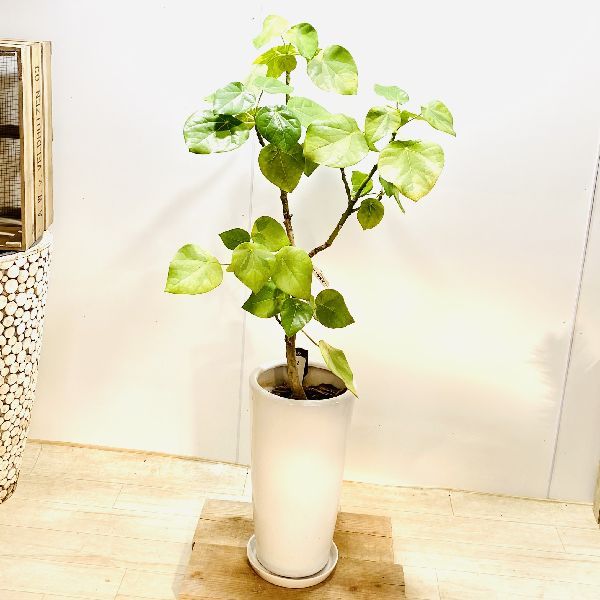 迷彩柄植物 ラブリーハート 斑入 可愛いハートの葉 希少!!レア ラブリーハート迷彩柄 ハスノハギリ 斑入 - メルカリ